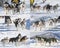 Collage of Traditional Kamchatka Dog Sledge Race.