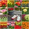 collage - tulips and Dutch garden shoes in Keukenhof park, Netherlands, Holland.