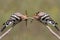 Collage of two photo of Hoopoe sits on a branch