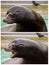Collage of two sea lion portraits