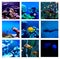 Collage of underwater photos. Collection of tropical fishes