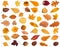 collage from various dried autumn fallen leaves