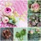 Collage of various pictures of pink roses