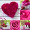 Collage of various pictures of pink roses