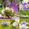 Collage of various pictures of spring flowers