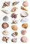 Collage from various shells of mollusks cutout