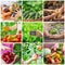 Collage vegetables. Garden. Food bio. selective focus