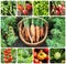 Collage of vegetables - products of vegetable garden. Healthy ea
