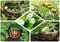 Collage of vegetables - products of vegetable garden. Healthy eating consept. Gardening background