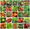 Collage of vegetables - products of vegetable garden. Healthy eating consept. Gardening background