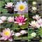 Collage of water lilies from nine photos