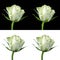 Collage of a white rose