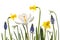 A collage of white Snowdrops Galanthus, daffodil, crocussus and Armenian grape hyacinth or Muscari armeniacum flowers