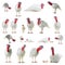 Collage white turkey isolated on white background