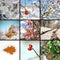 Collage with winter images