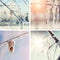 Collage of winter nature backgrounds