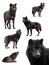 Collage of wolves winter isolated on a white