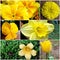 Collage of yellow flowers from garden