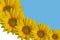 Collage of yellow sunflower flowers on blue and white background