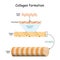 Collagen formation. Vector illustration