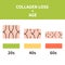 Collagen loss and skin aging cell infographics