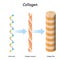 Collagen molecule. Structure of a collagen fibers