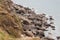 Collapsed cliff near Cap Griz Nez