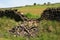 Collapsed Dry Stone Wall