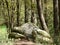 Collapsed rocks of a Neolithic tomb surrounded by forest in Brittany, France