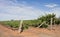 Collapsed Rows of Wind Damaged Chardonnay Vines.