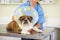 Collar, doctor or dog at vet or animal healthcare check up in nursing consultation or clinic inspection. Cone, nurse or