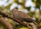 A Collar Dove looking back