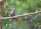 A Collar Dove perching on a tree