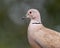 A Collar Dove side pose