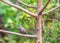 A Collar Dove with Side View