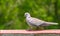 A Collar Dove sitting on a wall