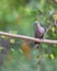 A Collar Dove on a tree