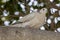 Collar Dove in a tree in the shade