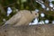 Collar Dove in a tree in the shade