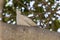 Collar Dove in a tree in the shade