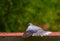 A Collar dove on a wall