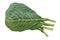 Collard Greens Brassica oleracea