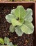 Collard greens growing in container