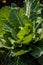 Collard Greens growing in a Sunny Garden