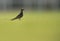 Collard pratincole on green, Bahrain