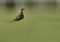 Collard pratincole on green, Bahrain. A eye level shot