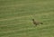 Collard pratincole on green grass, Bahrain