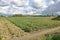 Collards Vegetable Field