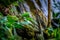 Collared agama on a branch in nature