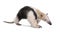 Collared Anteater - Tamandua tetradactyla